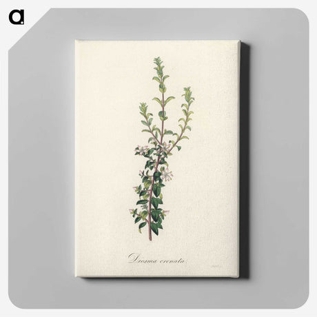 2-15_Medical-Botany_canvas
