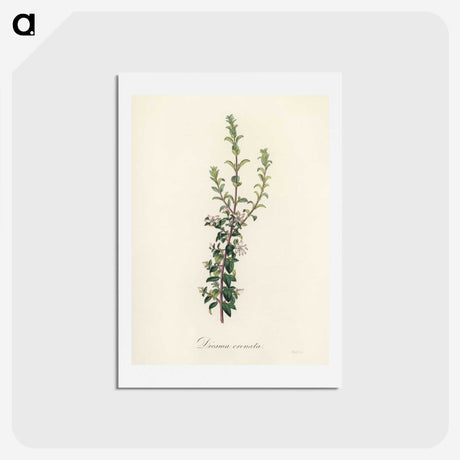 2-15_Medical-Botany_hagaki