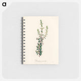 アートメモ帳-Diosma crenata
 - 薬用植物学 Memo.