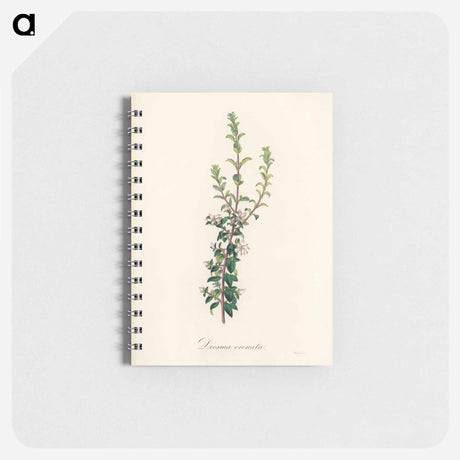 アートメモ帳-Diosma crenata
 - 薬用植物学 Memo.