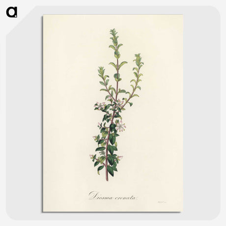 2-15_Medical-Botany_picture-crop