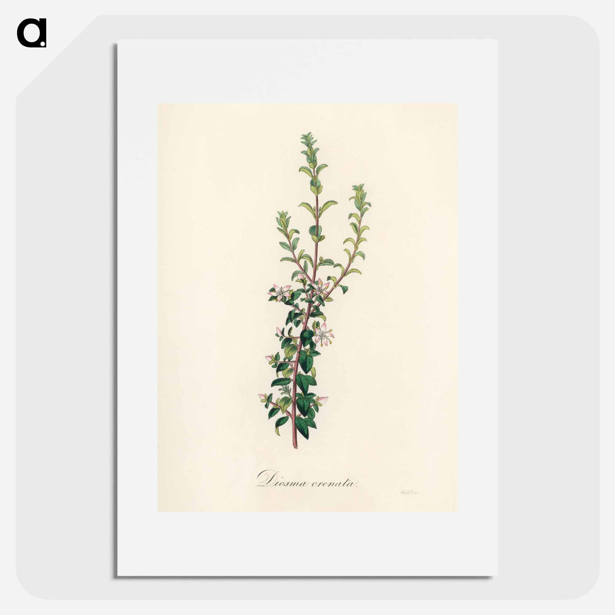 アートポスター-Diosma crenata
 - 薬用植物学 Poster.