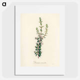 アートポスター-Diosma crenata
 - 薬用植物学 Poster.