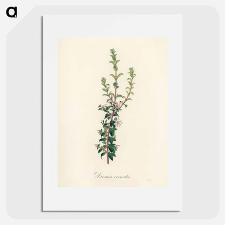 アートポスター-Diosma crenata
 - 薬用植物学 Poster.