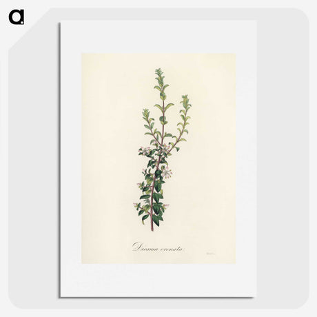 2-15_Medical-Botany_picture