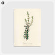 アートポストカード-Diosma crenata
 - 薬用植物学 Postcard.