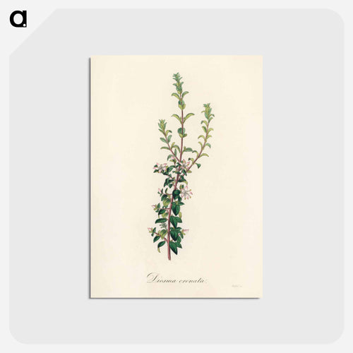 Diosma crenata
 - Medicinal Botany Postcard.