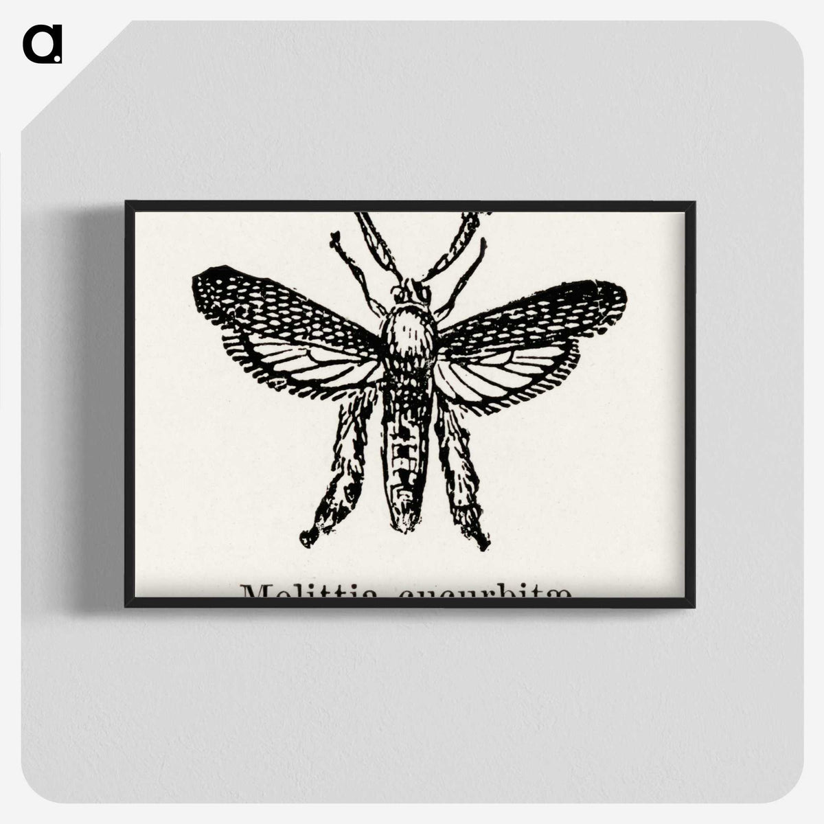 2-15_Moths-and-Butterflies-of-the-United-States_blk-crop