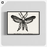 2-15_Moths-and-Butterflies-of-the-United-States_blk-crop