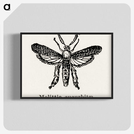 2-15_Moths-and-Butterflies-of-the-United-States_blk-crop