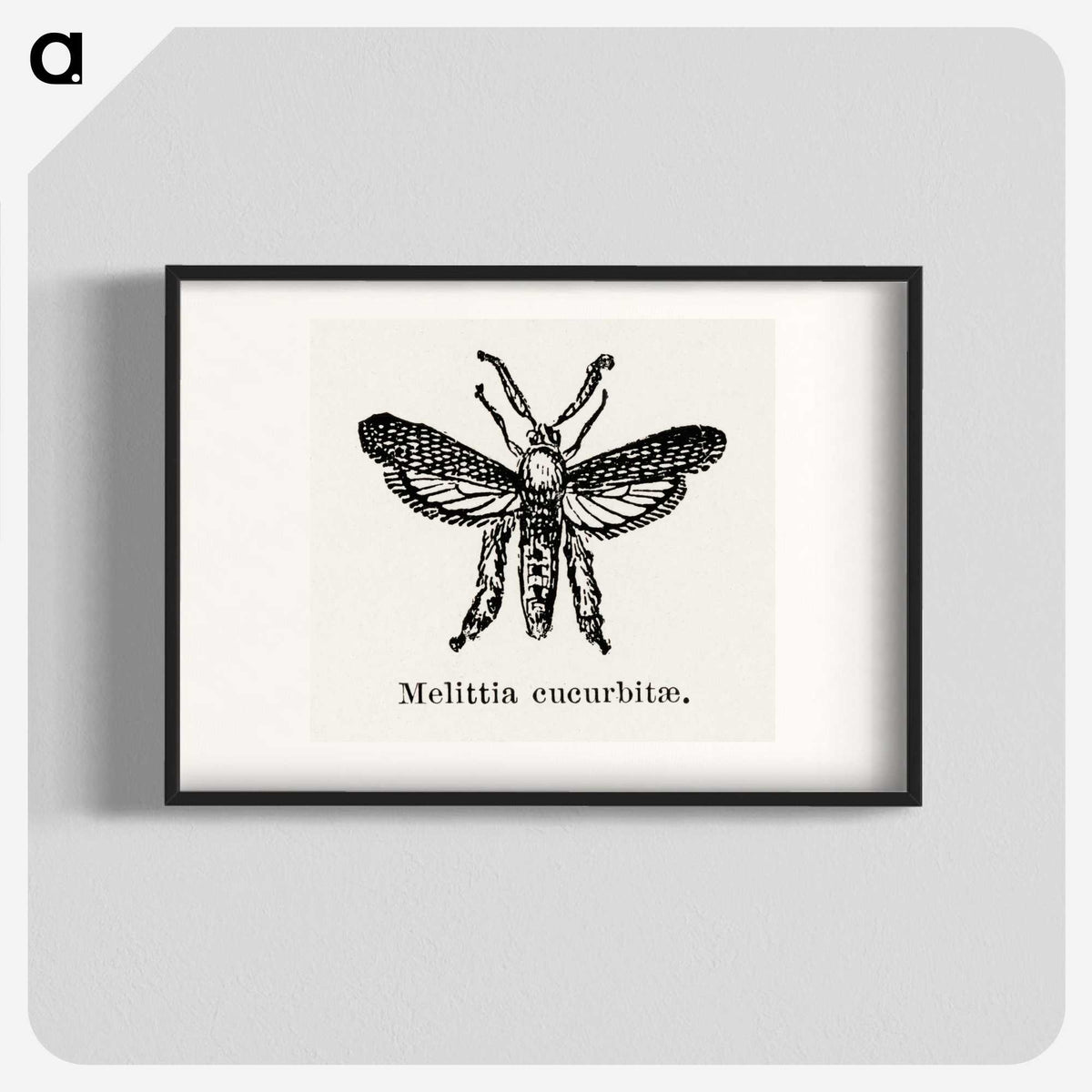 2-15_Moths-and-Butterflies-of-the-United-States_blk