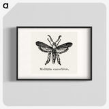 2-15_Moths-and-Butterflies-of-the-United-States_blk