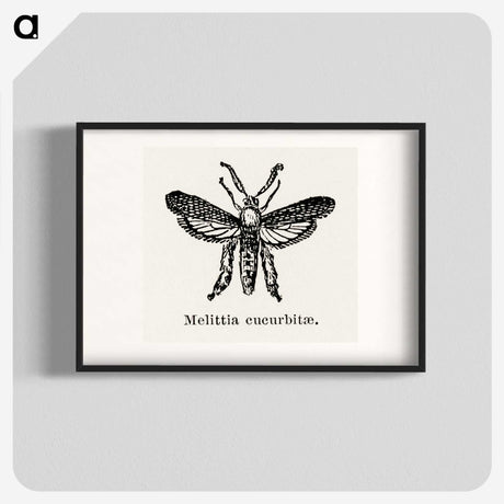2-15_Moths-and-Butterflies-of-the-United-States_blk