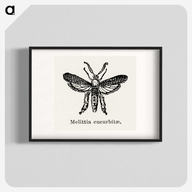 2-15_Moths-and-Butterflies-of-the-United-States_blk