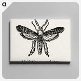 2-15_Moths-and-Butterflies-of-the-United-States_canvas