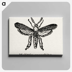 2-15_Moths-and-Butterflies-of-the-United-States_canvas