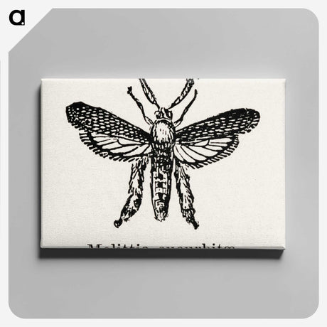 2-15_Moths-and-Butterflies-of-the-United-States_canvas