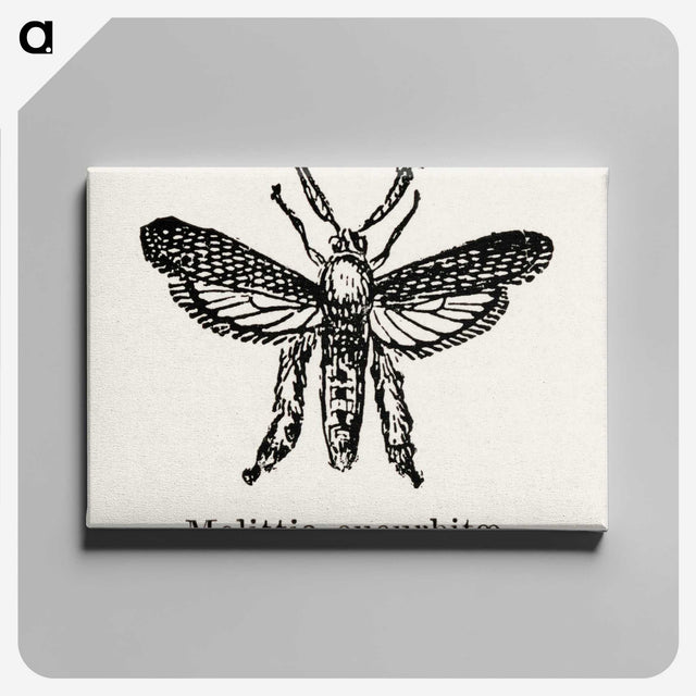 2-15_Moths-and-Butterflies-of-the-United-States_canvas