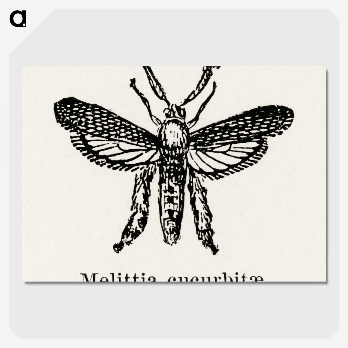 2-15_Moths-and-Butterflies-of-the-United-States_picture-crop