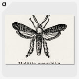 2-15_Moths-and-Butterflies-of-the-United-States_picture-crop