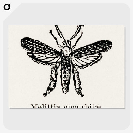 2-15_Moths-and-Butterflies-of-the-United-States_picture-crop