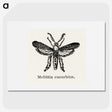 2-15_Moths-and-Butterflies-of-the-United-States_picture