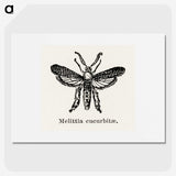 2-15_Moths-and-Butterflies-of-the-United-States_picture