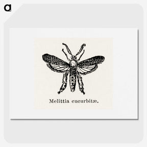 2-15_Moths-and-Butterflies-of-the-United-States_picture