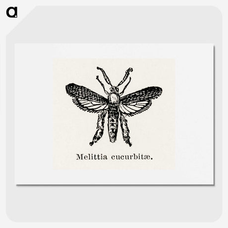2-15_Moths-and-Butterflies-of-the-United-States_picture