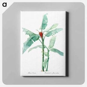 アートパネル-Scarlet banana illustration - ピエール ジョゼフ ルドゥーテ Canvas.