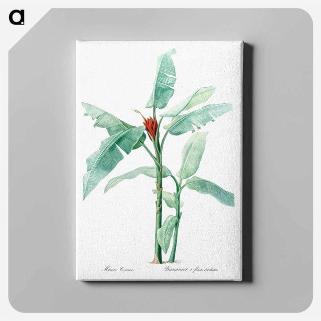 アートパネル-Scarlet banana illustration - ピエール ジョゼフ ルドゥーテ Canvas.