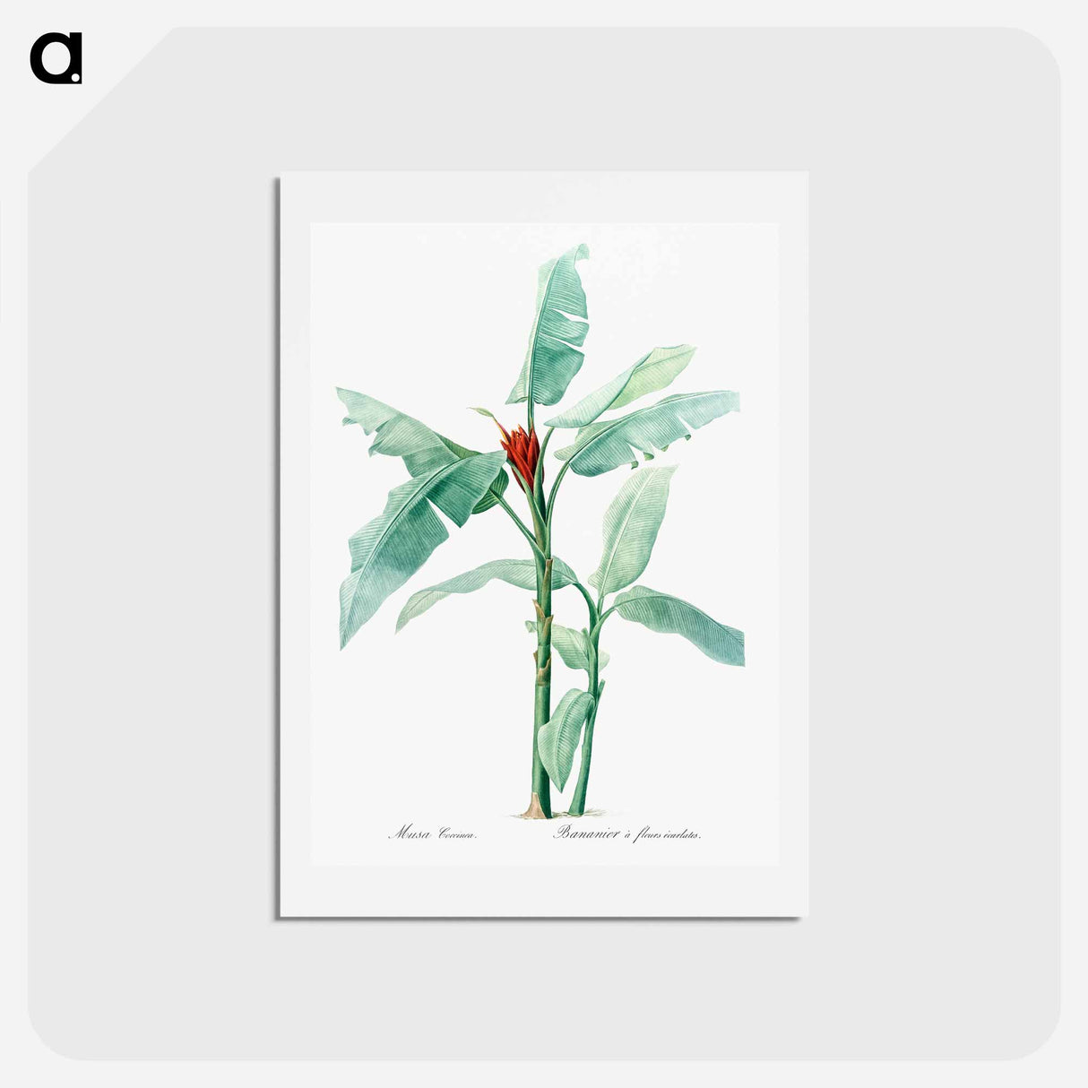 アートポストカード-Scarlet banana illustration - ピエール ジョゼフ ルドゥーテ Postcard.