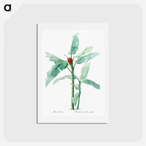 アートポストカード-Scarlet banana illustration - ピエール ジョゼフ ルドゥーテ Postcard.