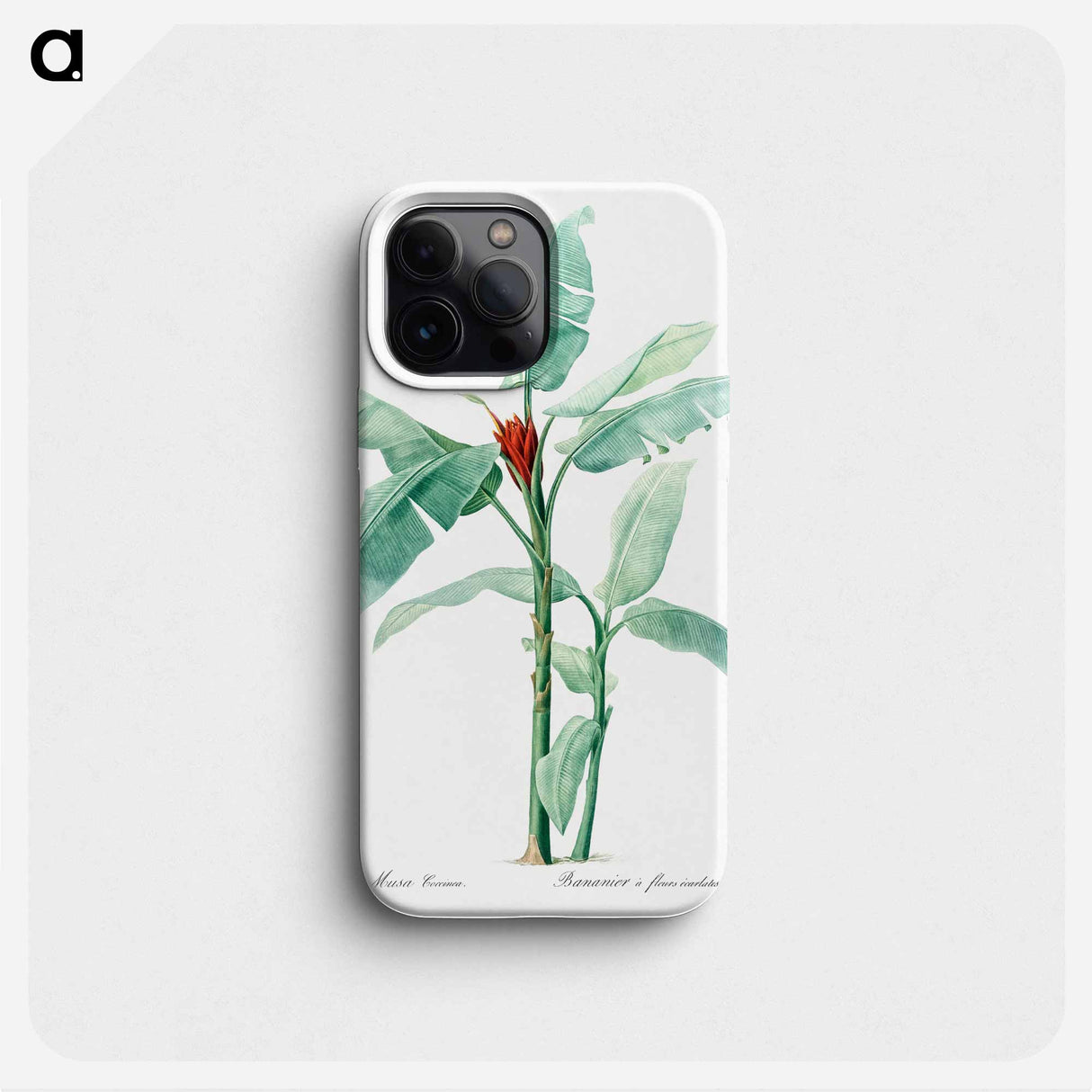 Scarlet banana illustration - ピエール ジョゼフ ルドゥーテ Phone Case.