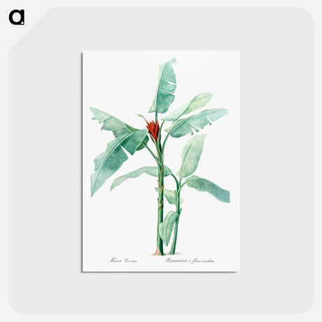 アートポストカード-Scarlet banana illustration - ピエール ジョゼフ ルドゥーテ Postcard.