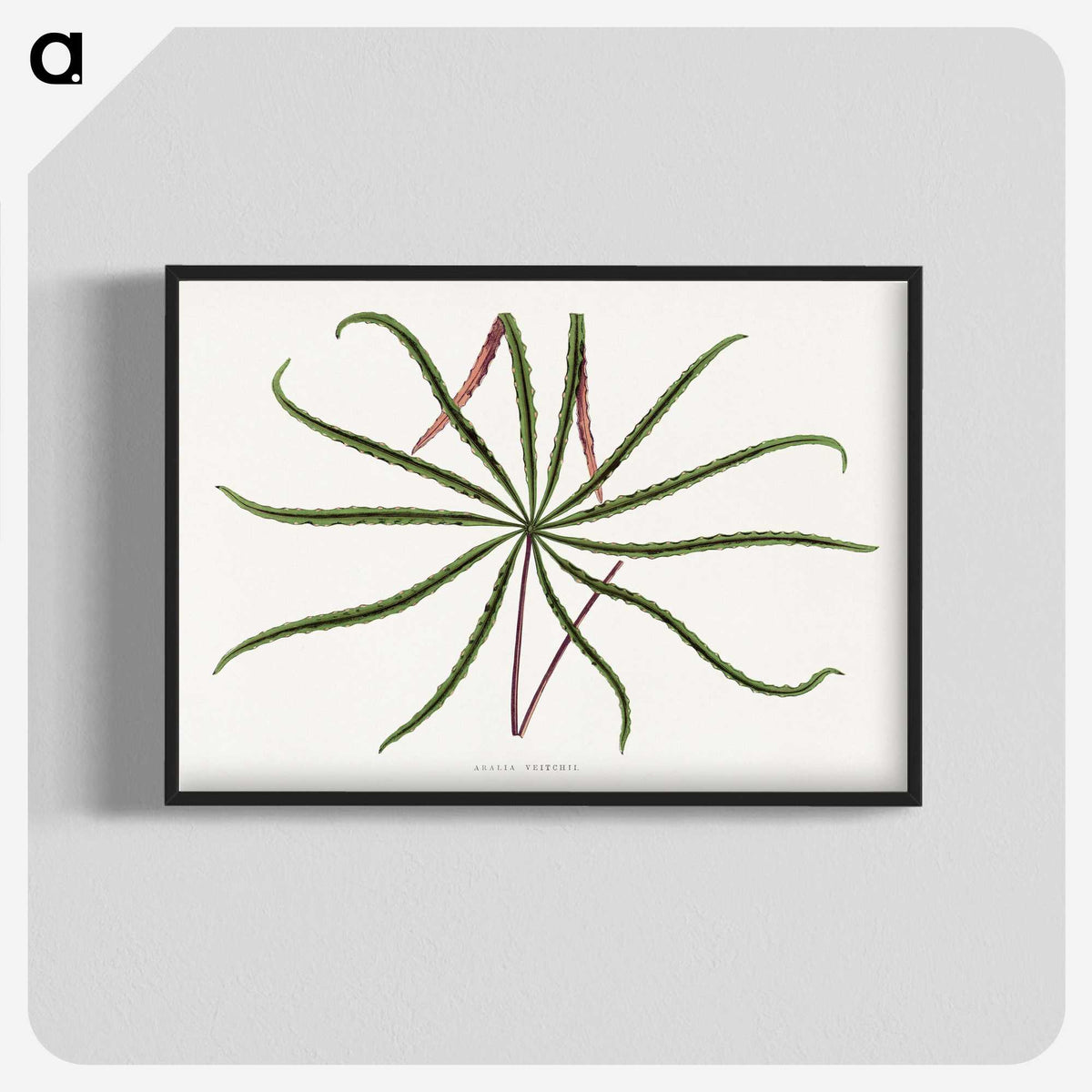 2-15_Plants-with-Colored-Foliage_blk-crop