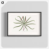 2-15_Plants-with-Colored-Foliage_blk