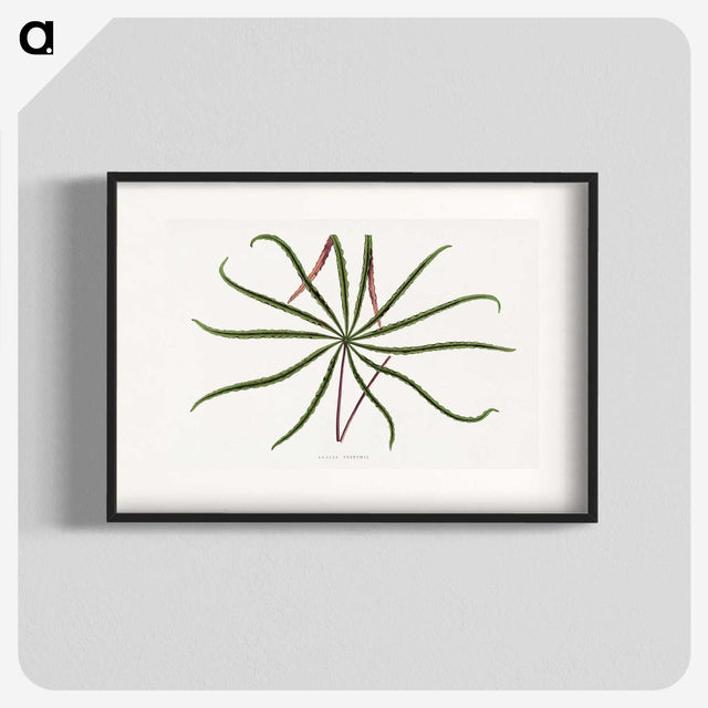 2-15_Plants-with-Colored-Foliage_blk
