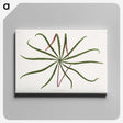 2-15_Plants-with-Colored-Foliage_canvas