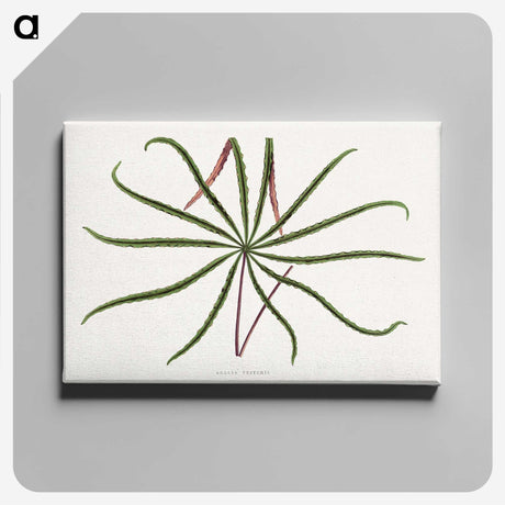 2-15_Plants-with-Colored-Foliage_canvas
