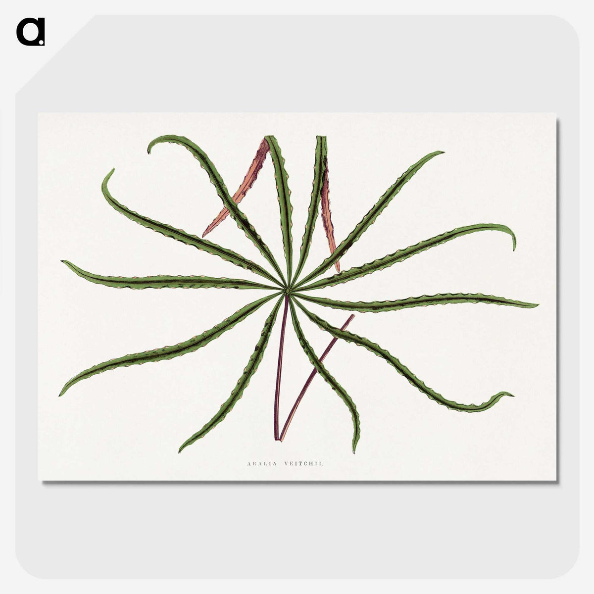 2-15_Plants-with-Colored-Foliage_picture-crop