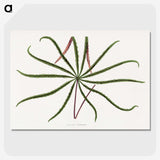 2-15_Plants-with-Colored-Foliage_picture-crop