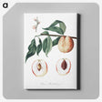 2-15_Pomona-Italiana_canvas
