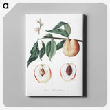 2-15_Pomona-Italiana_canvas