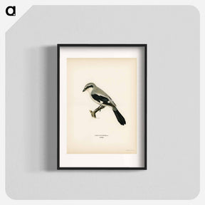アートポスター-Great Grey Shrike
 - スヴェンスカ フォグラル Poster.