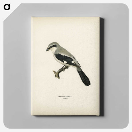 2-15_Svenska-Faglar_canvas