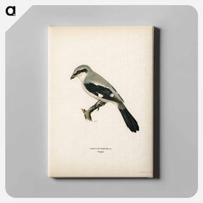 アートパネル-Great Grey Shrike
 - スヴェンスカ フォグラル Canvas.