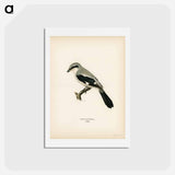 アートポストカード-Great Grey Shrike
 - スヴェンスカ フォグラル Postcard.