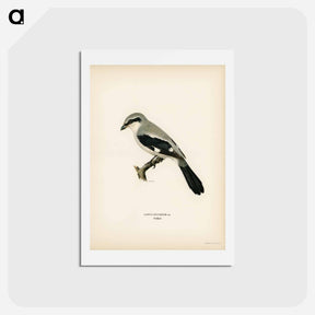 アートポストカード-Great Grey Shrike
 - スヴェンスカ フォグラル Postcard.