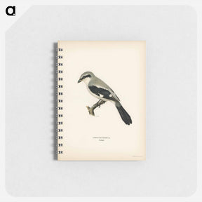 アートメモ帳-Great Grey Shrike
 - スヴェンスカ フォグラル Memo.